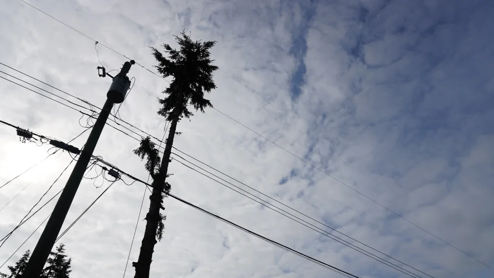 Hydro-line tree work